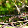 Shadow Darner Dragonfly