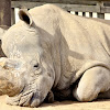 White Rhinoceres