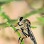 Yellow Feathery Antennae Robber Fly