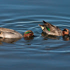 Marrequinha (Common Teal)
