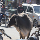 Street Cows
