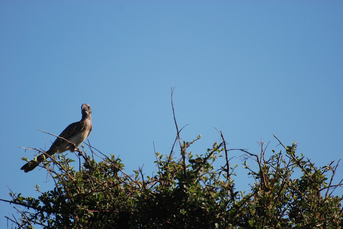 African Grey Hornbill