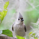 Tufted Titmouse