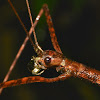 Winged Stick Insect, Phasmid - Female