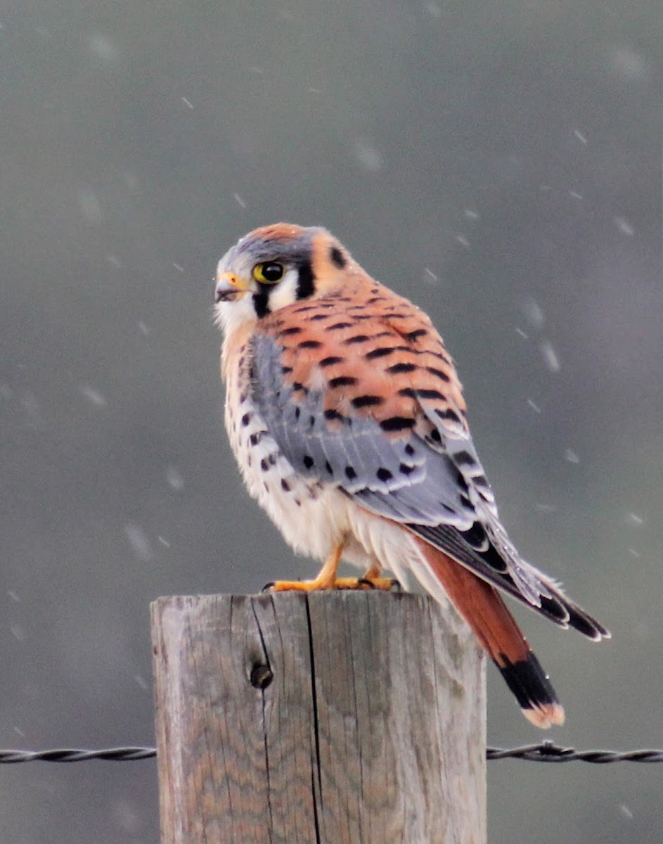 American Kestrel