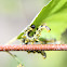 Dusky Birch Sawfly