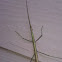 Walking Stick