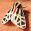 Mexican Tiger Moth