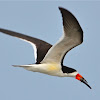 Black Skimmer (with fish)