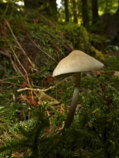 Entoloma