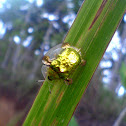 Golden tortoise beetles