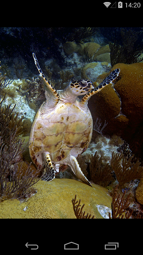 Bermuda Reef Life HD