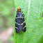 Fairy Longhorn Moth (female)