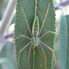 (Male) Green Lynx Spider
