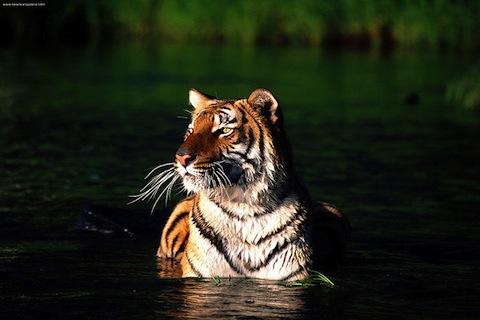 【免費娛樂App】Tiger Wallpaper LWP-APP點子