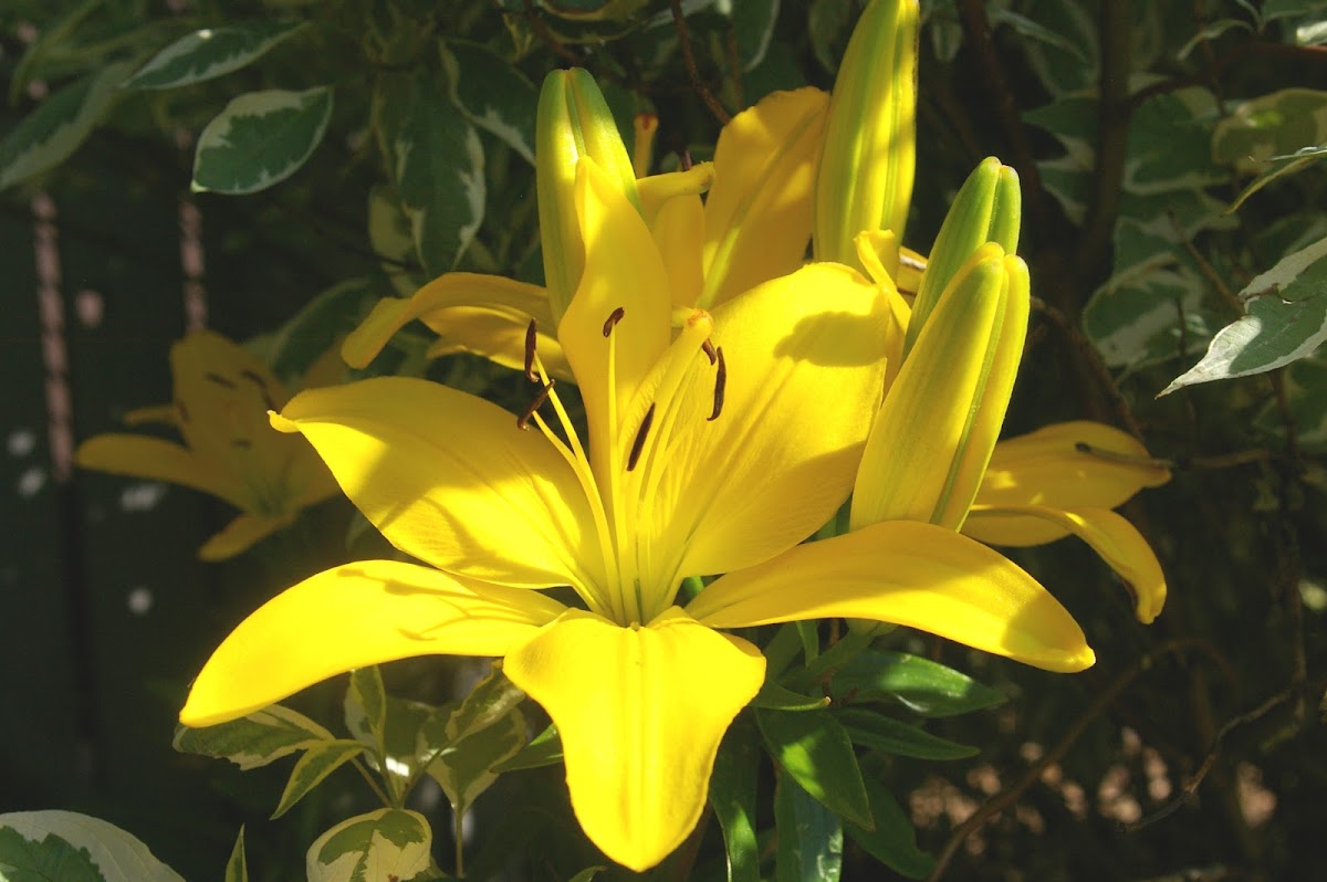 Golden Tycoon Lily