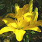 Golden Tycoon Lily