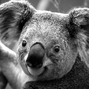 Koala Wallpapers 1.0