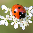 7-Spot Ladybird
