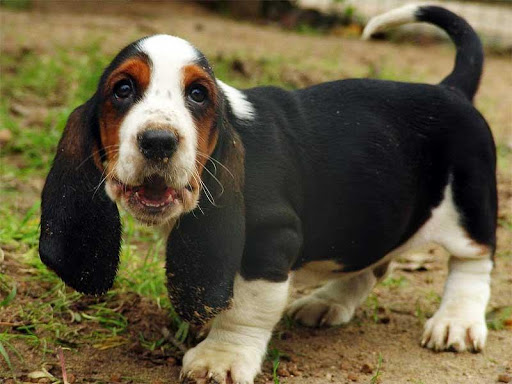 Basset Hound Dog