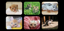 Kitten Jigsaw Puzzles by Don Becker APK