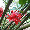 Torch Ginger