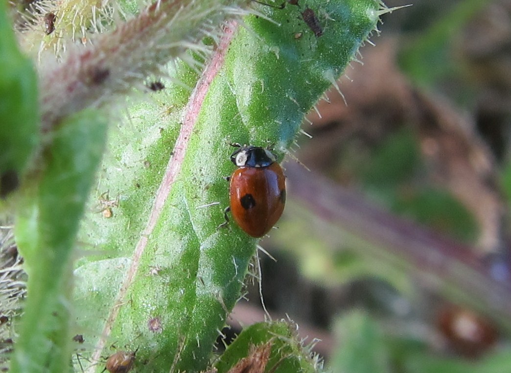 Two-Spotted Ladybug