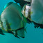 Orbicular Batfish/Spadefish