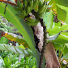 Amazonian Banana Plant