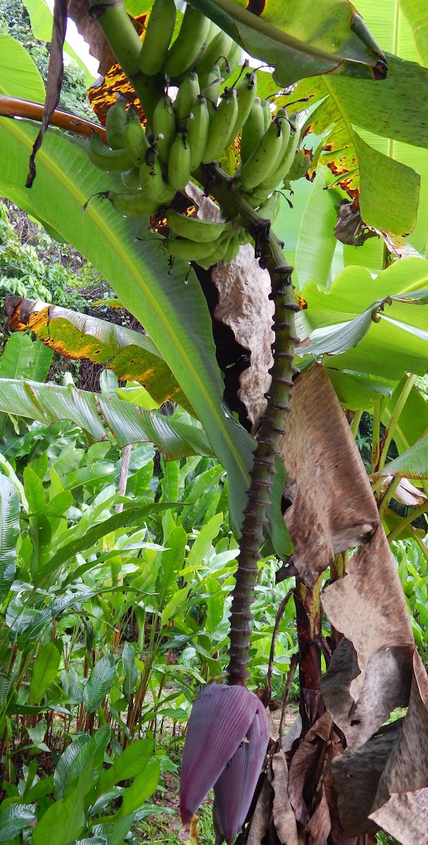 Amazonian Banana Plant