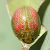 Leaf beetle life cycle