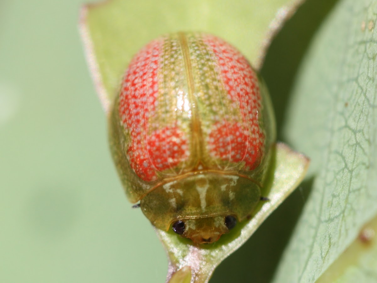 Leaf beetle life cycle