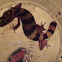 Tucson banded gecko (aka: western banded gecko)
