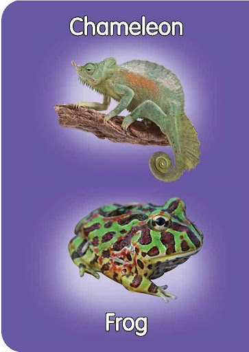 【免費書籍App】Reptiles&Amphibians pre-school-APP點子