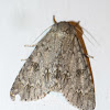 American dagger moth