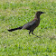 Boat Tailed Grackles