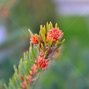 A Branch by Julia Arredondo - Nature Up Close Other plants