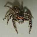 Jumping spider