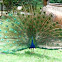 Blue Peafowl