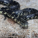 Black kingsnake (young of the year)