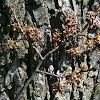 American Elm flowers and bark