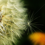 blowball's satelite  by Bernarda Bizjak -  