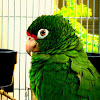 puertorrican parrot