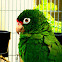 puertorrican parrot
