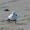 Piping Plover (Female)