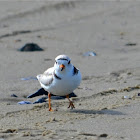 Piping Plover (Female)