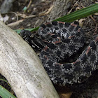 Dusky Pigmy Rattlesnake