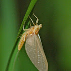 Mayfly