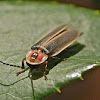 Eastern firefly
