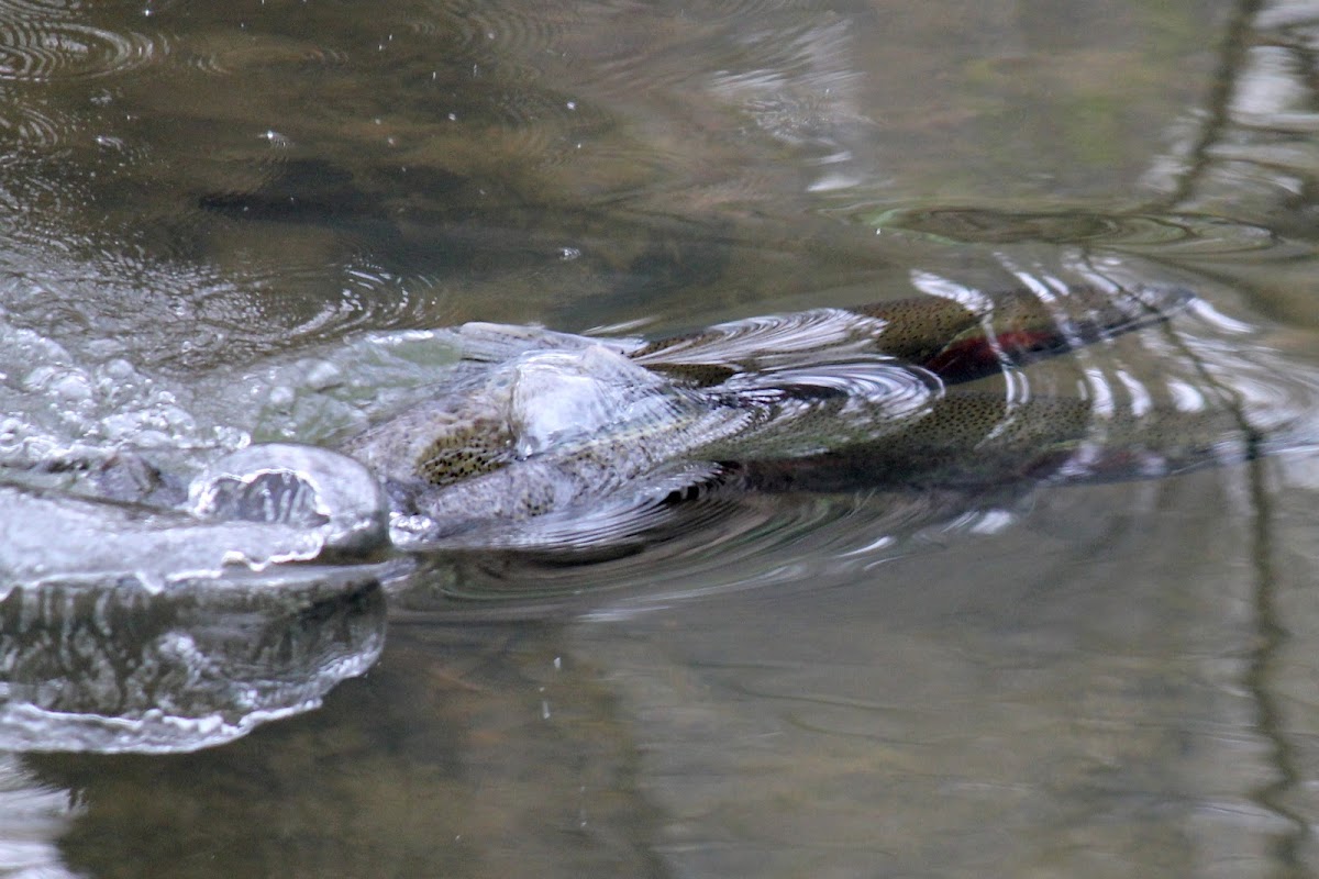 steelhead trout